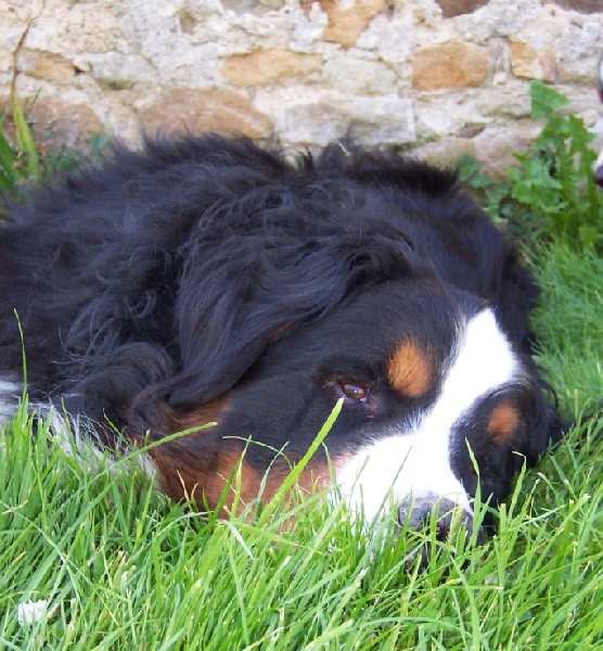 sheyenne de l'enclos de labouygues